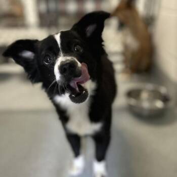 Panda -  Feist and Chihuahua Dog for Adoption in Spruce Pine, North Carolina - Panda | PetCurious