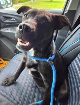 Labrador Retriever Dogs Available for Adoption in Hartsville, South Carolina - Scuba Steve | PetCurious