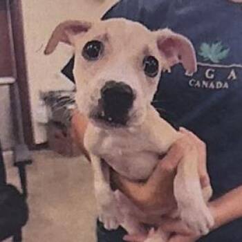 Lynex -  Pit Bull Terrier Dog for Adoption in Houston, Texas - Lynex | PetCurious
