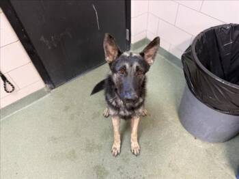 COVID -  German Shepherd Dog Dog for Adoption in Santa Fe, New Mexico - COVID | PetCurious