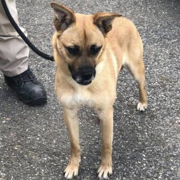 Suzy -  Boxer and Terrier Dog for Adoption in Peachtree City, Georgia - Suzy | PetCurious