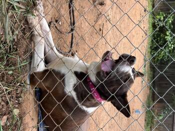 Rescue Pit Bull Terrier and Husky Dogs for Adoption in Marion, North Carolina - Milo | PetCurious