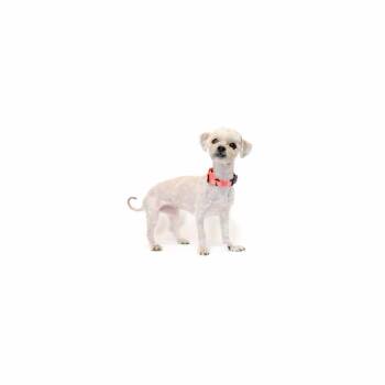 Cee Cee -  Terrier Dog for Adoption in Los Angeles, California - Cee Cee | PetCurious
