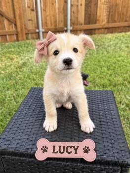 Lucy -  Pomeranian and Australian Shepherd Dog for Adoption in Lucas, Texas - Lucy | PetCurious