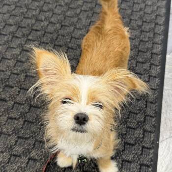 Buttercup -  Shih Tzu and Corgi Dog for Adoption in Hudson, Illinois - Buttercup | PetCurious