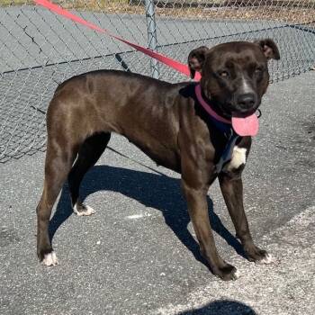 Rescue Mixed Breed Dogs for Adoption in Bronson, Florida - Coco | PetCurious