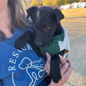 Rescue Black Labrador Retriever and Belgian Shepherd Malinois Dogs for Adoption in Buford, Georgia - Cobalt - Adorable, Affectionate Puppy!! | PetCurious
