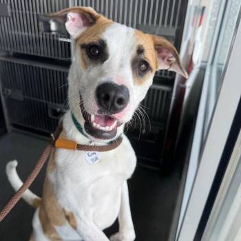 Roxy -  Boxer and Great Pyrenees Dog for Adoption in Normal, Illinois - Roxy | PetCurious