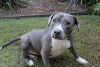 Rescue American Bulldog and Mixed Breed Dogs for Adoption in Brunswick, Georgia - Heather | PetCurious