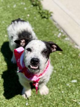 Pierre -  Terrier Dog for Adoption in Long Beach, New York - Pierre | PetCurious