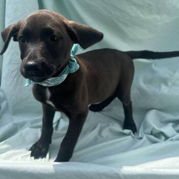Rosita -  Mixed Breed Dog for Adoption in Canal Winchester, Ohio - Rosita | PetCurious