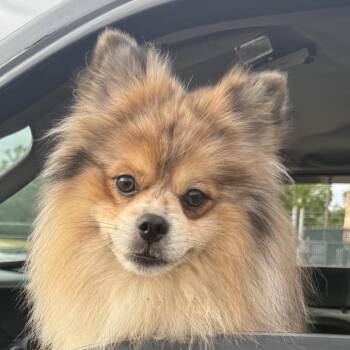 Pomeranian Dogs Available for Adoption in Houston, Texas - Simba | PetCurious
