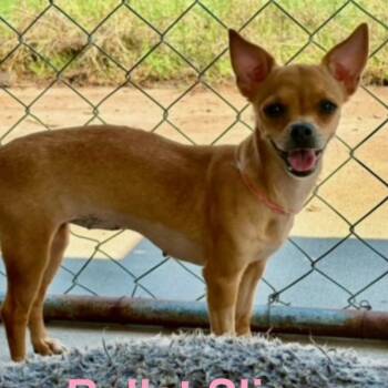 Rescue Chihuahua Dogs for Adoption in Rockville, Maryland - Ballet Slipper | PetCurious