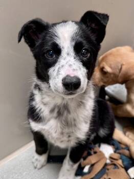 Border Collie Dogs Available for Adoption - Puppies | PetCurious