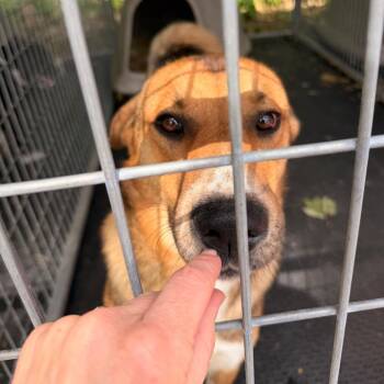 Shepherd and Mixed Breed Dogs Available for Adoption in Evensville, Tennessee - Kyle | PetCurious