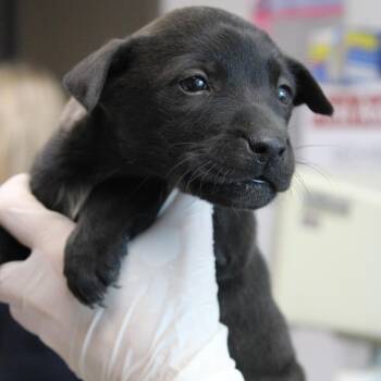 Australian Shepherd and Retriever Dogs Available for Adoption - Delta Dairy | PetCurious