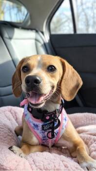 Beagle Dogs Available for Adoption - Murphy | PetCurious