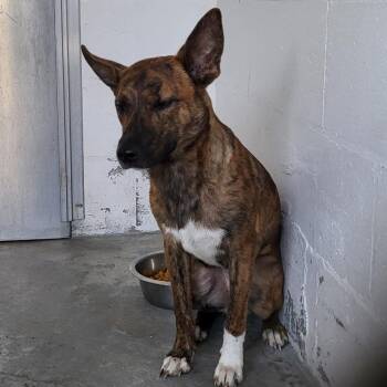 Sasha -  Mixed Breed Dog for Adoption in Lake Panasoffkee, Florida - Sasha | PetCurious