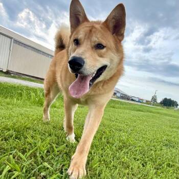 Miller -  Akita Dog for Adoption in Petersburg, Indiana - Miller | PetCurious
