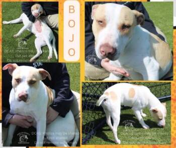 Staffordshire Bull Terrier Dogs Available for Adoption in Chesapeake, Virginia - Bojo | Needs Foster To Leave High Kill Shelter | PetCurious