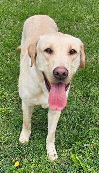 Yellow Labrador Retriever Dogs Available for Adoption in Franklin, Tennessee - HANK THE TANK | PetCurious