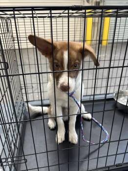 HOT CHOCOLATE WITH MARSHMELLO -  Australian Cattle Dog Blue Heeler Dog for Adoption in Las Vegas, Nevada - HOT CHOCOLATE WITH MARSHMELLO | PetCurious