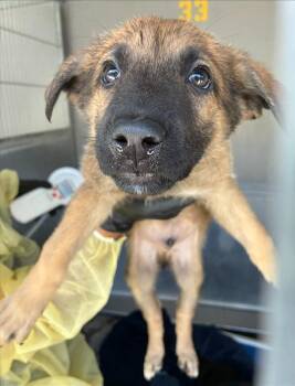 Mikey - 26129 -  German Shepherd Dog Dog for Adoption in Armonk, New York - Mikey - 26129 | PetCurious