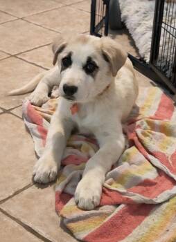 Great Pyrenees Dogs Available for Adoption - Roast  | PetCurious