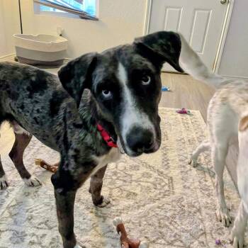 Rescue Catahoula Leopard Dog Dogs for Adoption in Seguin, Texas - Bronco | PetCurious