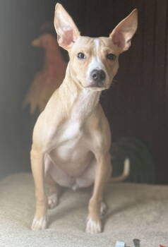 Rescue Chihuahua and Jack Russell Terrier Dogs for Adoption in Attalla, Alabama - Ketrina | PetCurious