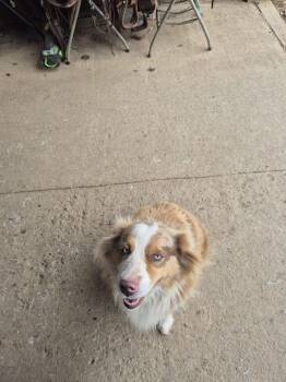 Australian Shepherd Dogs Available for Adoption in Fries, Virginia - Frey | PetCurious