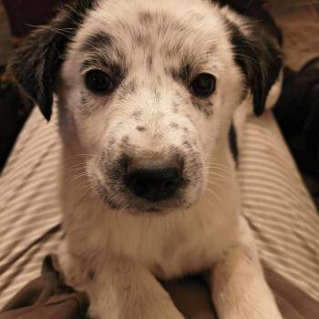 Australian Cattle Dog Blue Heeler Dogs Available for Adoption - Angel | PetCurious