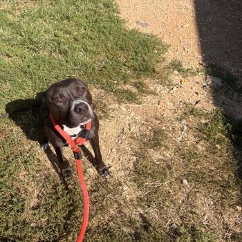 Leela -  Mixed Breed Dog for Adoption in Philadelphia, Pennsylvania - Leela | PetCurious