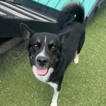 Chance 4832 -  Chihuahua and Mixed Breed Dog for Adoption in Loxahatchee Groves, Florida - Chance 4832 | PetCurious