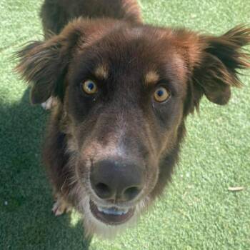 Dimitri -  Australian Shepherd and Mixed Breed Dog for Adoption in Fort Collins, Colorado - Dimitri | PetCurious