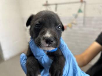 Pit Bull Terrier Dogs Available for Adoption in San Bernardino, California - BAKI | PetCurious