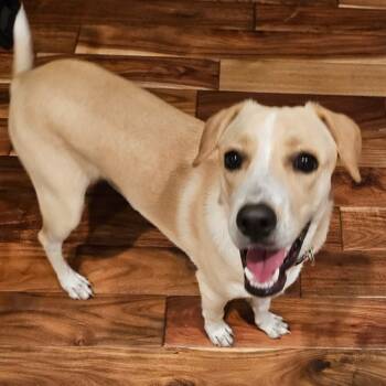 Rescue Yellow Labrador Retriever Dogs for Adoption in Lakewood Ranch, Florida - Groot | PetCurious