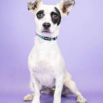 Tony -  Mixed Breed Dog for Adoption in Portland, Oregon - Tony | PetCurious
