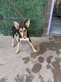 61804302 -  Mixed Breed Dog for Adoption in El Paso, Texas - 61804302 | PetCurious