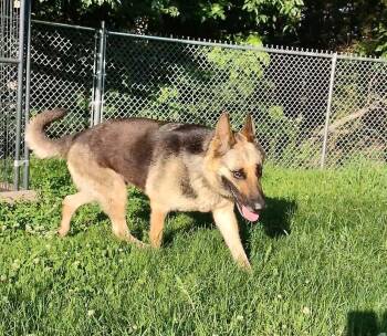 German Shepherd Dog Dogs Available for Adoption in Clay City, Kentucky - Estelle | PetCurious