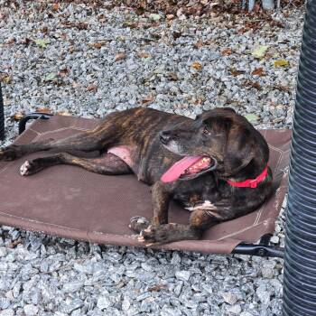 Jolene -  Mixed Breed Dog for Adoption in Hendersonville, North Carolina - Jolene | PetCurious