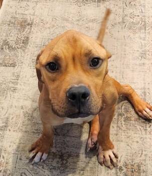 American Staffordshire Terrier Dogs Available for Adoption in Huntington, New York - MARCO | PetCurious