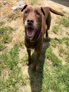 BERNIE -  Labrador Retriever and Mixed Breed Dog for Adoption in Conroe, Texas - BERNIE | PetCurious