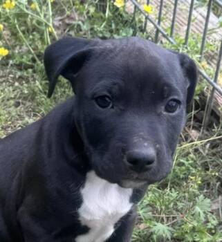 Staffordshire Bull Terrier and Hound Dogs Available for Adoption in Andover, Massachusetts - Emerson Elegant | PetCurious