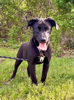 Labrador Retriever Dogs Available for Adoption in Waverly, Tennessee - Sophie | PetCurious