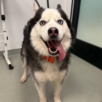 Niko -  Husky and Alaskan Malamute Dog for Adoption in Abilene, Texas - Niko | PetCurious