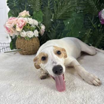 Rescue Mixed Breed Dogs for Adoption in Richmond, Virginia - Lavendar | PetCurious