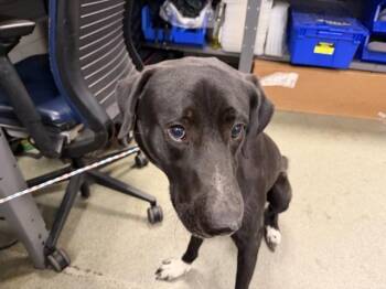 Mixed Breed Dogs Available for Adoption in Dallas, Texas - HUNKY | PetCurious