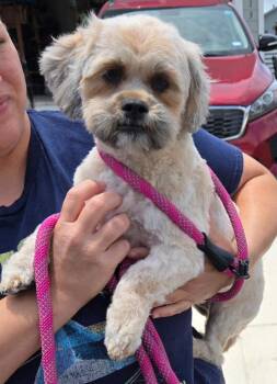 Mariah -  Shih Tzu Dog for Adoption in San Antonio, Texas - Mariah | PetCurious