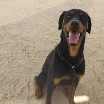 Compa -  Shepherd and Rottweiler Dog for Adoption in Yucca Valley, California - Compa | PetCurious